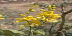 Cassia senna